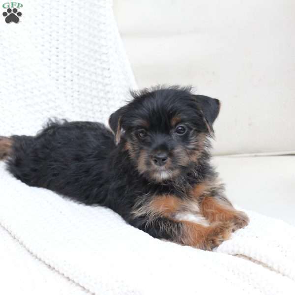 Bella, Yorkie Puppy