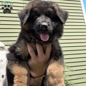 Diesel, German Shepherd Puppy