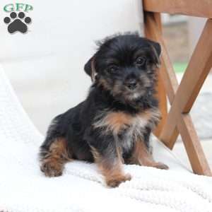 Bella, Yorkie Puppy