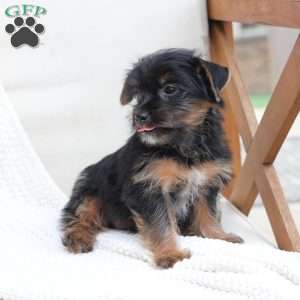 Bella, Yorkie Puppy