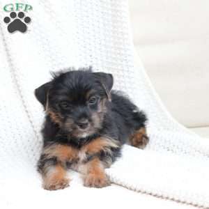Bella, Yorkie Puppy