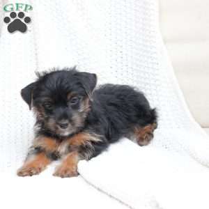 Bella, Yorkie Puppy