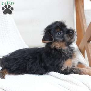 Bella, Yorkie Puppy