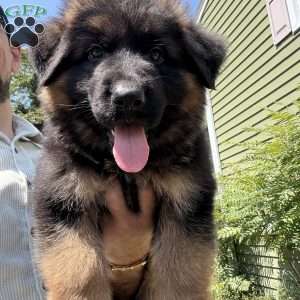 Diesel, German Shepherd Puppy
