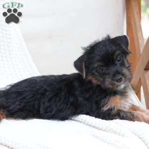 Bella, Yorkie Puppy