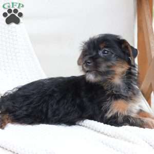 Bella, Yorkie Puppy