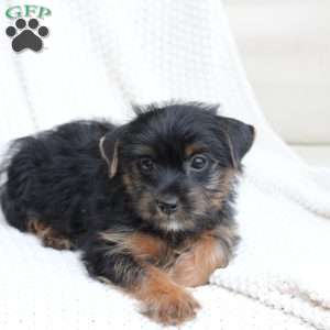 Bella, Yorkie Puppy