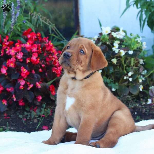 Bruno, Fox Red Labrador Retriever Puppy