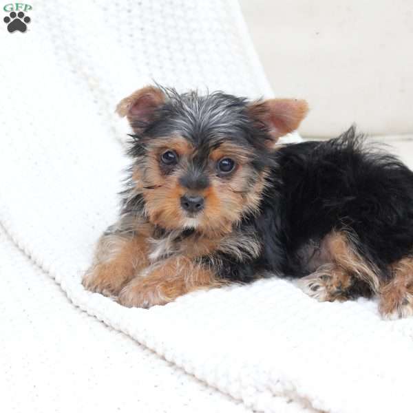 Milo, Yorkie Puppy