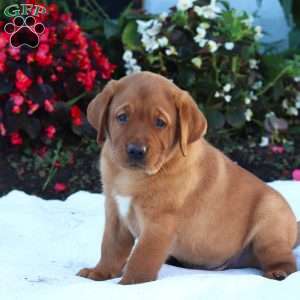 Bruno, Fox Red Labrador Retriever Puppy