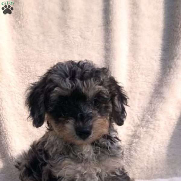 Blue, Cockapoo Puppy