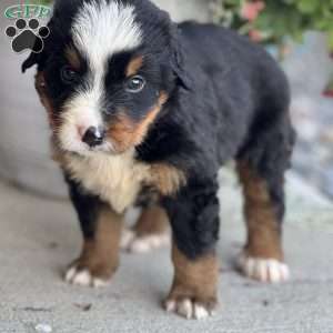 Dashie, Bernese Mountain Dog Puppy