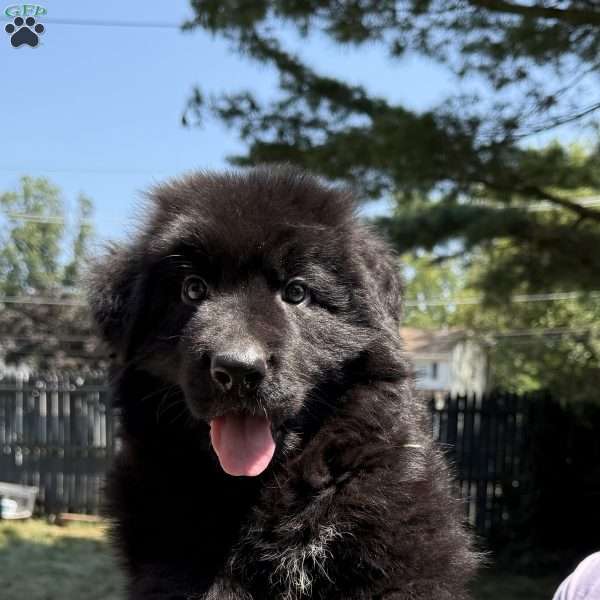 Ranger, German Shepherd Puppy