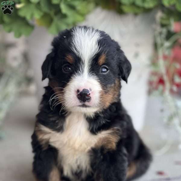 Dashie, Bernese Mountain Dog Puppy