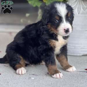 Dimitri, Bernese Mountain Dog Puppy