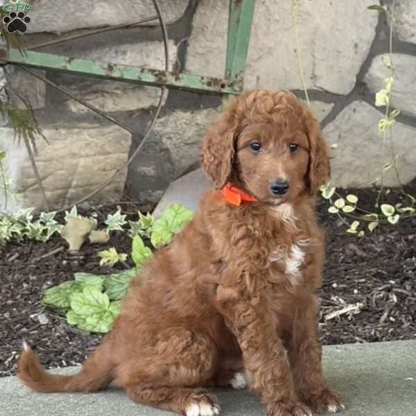 Vanessa, Goldendoodle Puppy