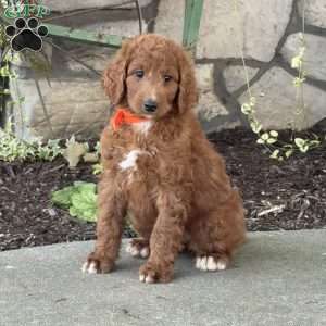 Vanessa, Goldendoodle Puppy