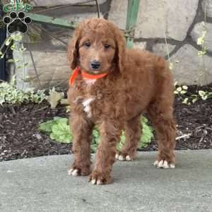 Vanessa, Goldendoodle Puppy