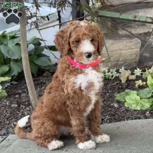 Violet, Goldendoodle Puppy