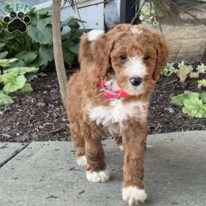 Violet, Goldendoodle Puppy