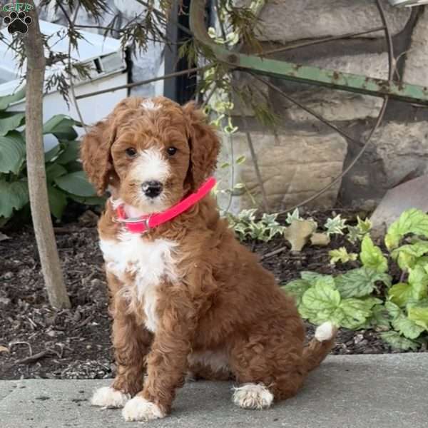 Violet, Goldendoodle Puppy