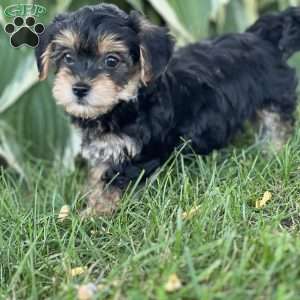 Tootsie, Yorkie Poo Puppy