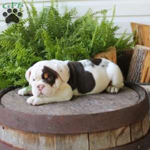 Goliath, English Bulldog Puppy