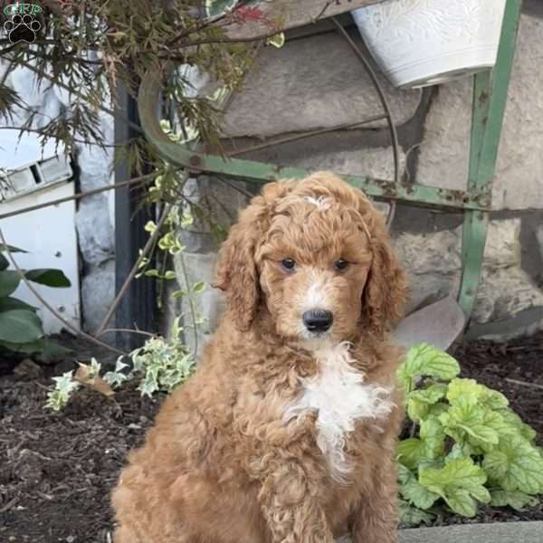 Viper, Goldendoodle Puppy