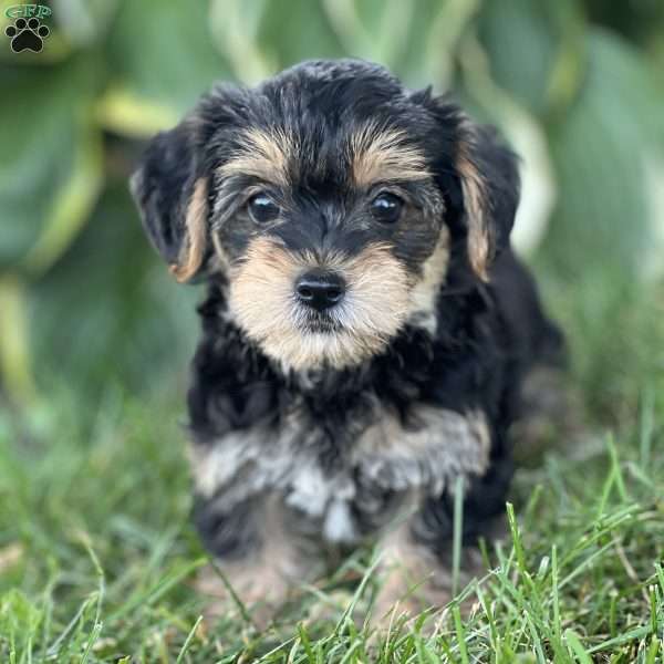 Tootsie, Yorkie Poo Puppy