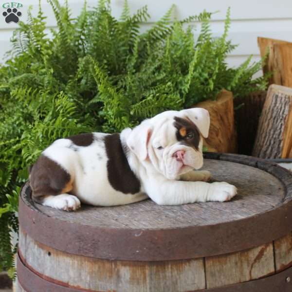 Goliath, English Bulldog Puppy