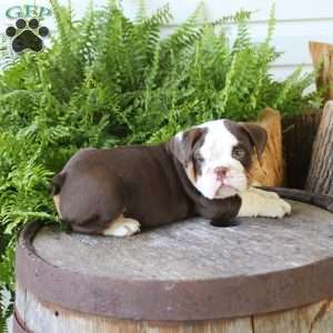 Gideon, English Bulldog Puppy