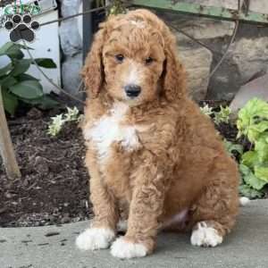 Viper, Goldendoodle Puppy