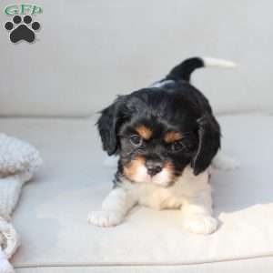 Rosie, Cavalier King Charles Spaniel Puppy