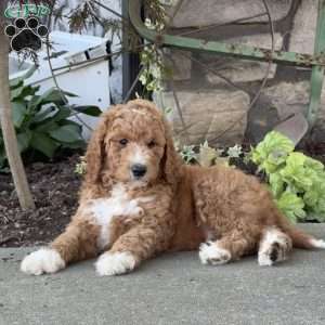 Viper, Goldendoodle Puppy