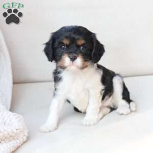 Rosie, Cavalier King Charles Spaniel Puppy