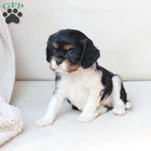 Rosie, Cavalier King Charles Spaniel Puppy