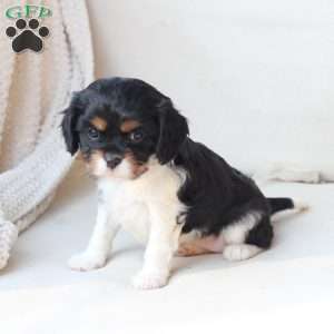 Rosie, Cavalier King Charles Spaniel Puppy
