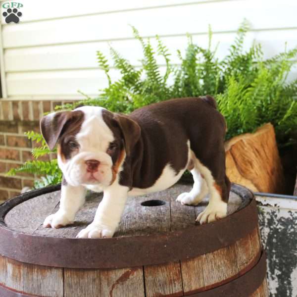 Gideon, English Bulldog Puppy