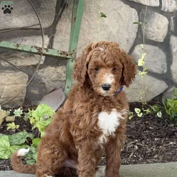 Vinnie, Goldendoodle Puppy
