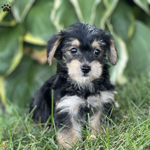 Tasha, Yorkie Poo Puppy