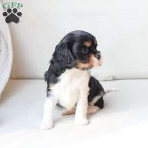 Rosie, Cavalier King Charles Spaniel Puppy