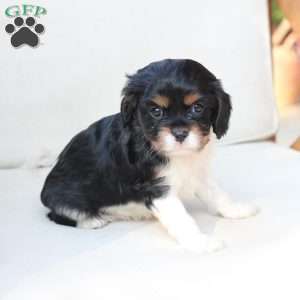 Rosie, Cavalier King Charles Spaniel Puppy