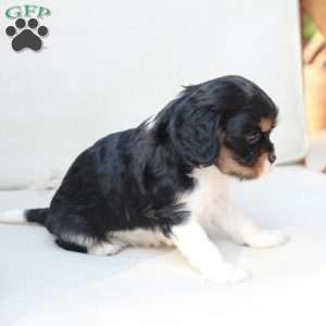 Rosie, Cavalier King Charles Spaniel Puppy