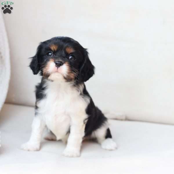 Rosie, Cavalier King Charles Spaniel Puppy