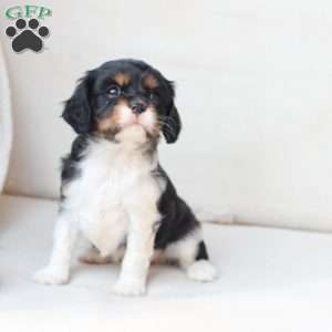 Rosie, Cavalier King Charles Spaniel Puppy