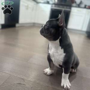 Gucci, French Bulldog Puppy