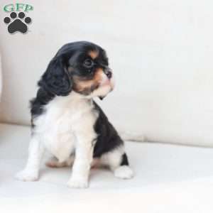 Rosie, Cavalier King Charles Spaniel Puppy
