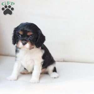 Rosie, Cavalier King Charles Spaniel Puppy