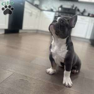 Gucci, French Bulldog Puppy