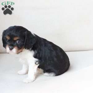 Rosie, Cavalier King Charles Spaniel Puppy